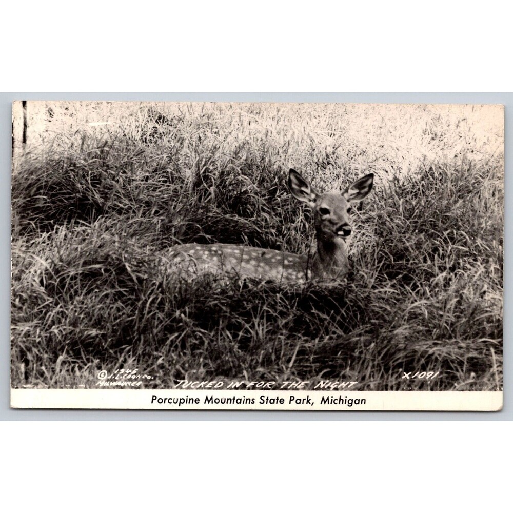 Vintage Postcard Porcupine Mountains MI State Park Fawn Deer Real Photo RPPC EKC